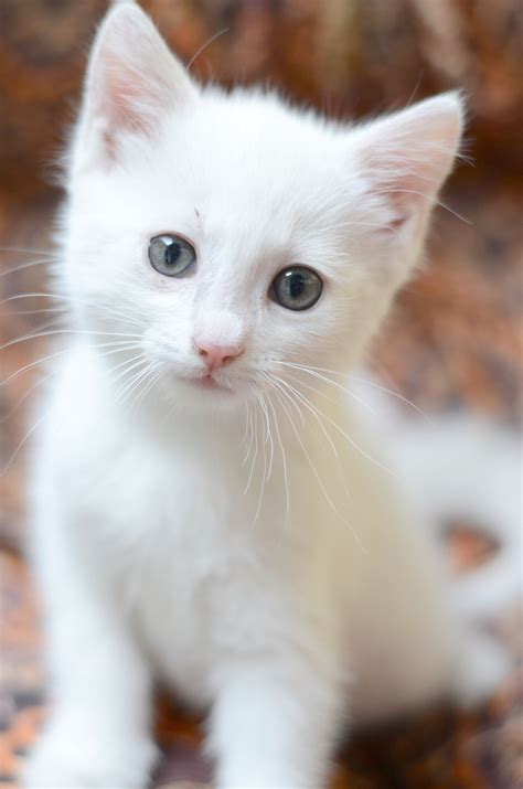 Most Beautiful Kitten White Cat Images Kitten