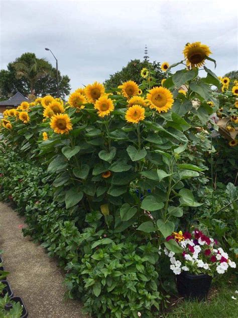 Growing Guide Sunflowers Anitas Garden