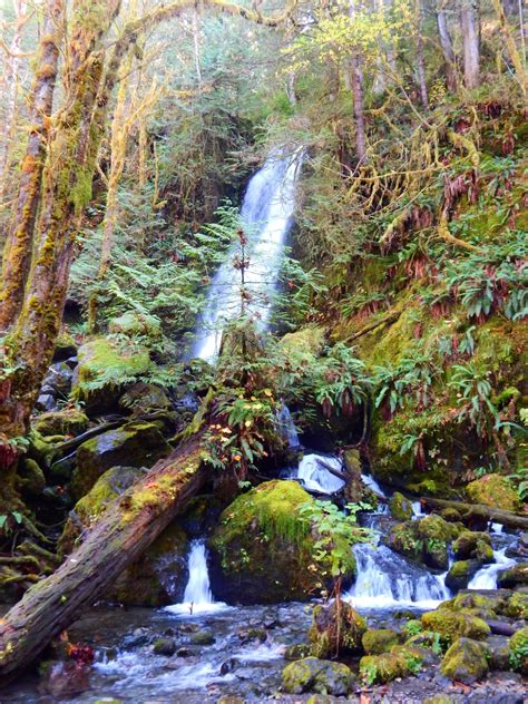 Merriman Falls Quinault Rain Forest Washington State Rmostbeautiful