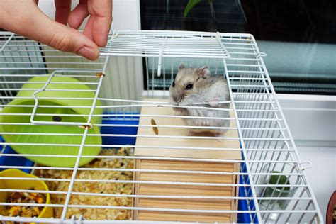 Keeping Your Hamster And Its Cage Clean We Love Animals