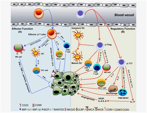 Gamma Delta T Cell Therapy