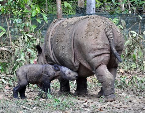 Sumatran Rhino Sanctuary Endangered Animals Sumatran Rhino Animals