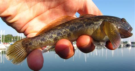 Round Goby Could Invade Lake Winnebago