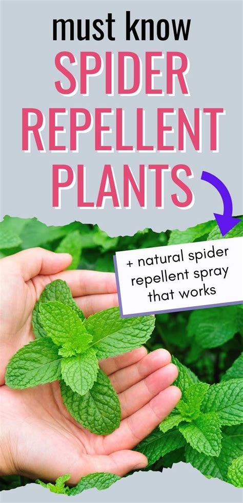 Spider Repellent Plants Spiders Repellent Plants That Repel Spiders
