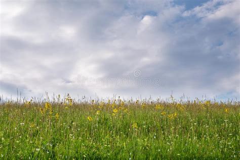 Flower Meadows And Cloudy Sky Stock Image Image Of Breeding Mountain