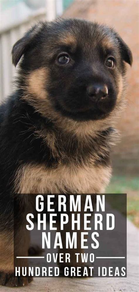 German Shepherd Names Over 200 Great Ideas For Boy And