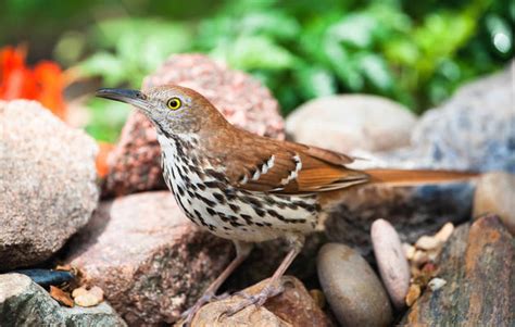 Managing Habitat For Forest Birds Audubon New York