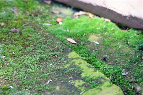 Moss On Paving Free Stock Photo Public Domain Pictures