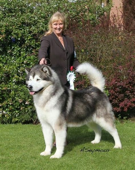 White Giant Alaskan Malamute | Alaskan malamute, Alaskan ...