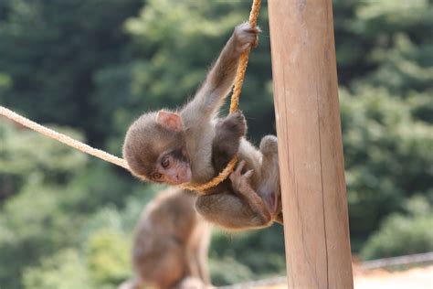 Fileiwatayama Monkey Park Baby Monkey Wikipedia The Free