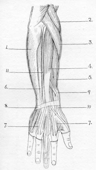 It has 2 heads of proximal attachment , between which the ulnar nerve passes distally in. Fig. 39. Superficial Muscles of Back of Forearm and Hand ...