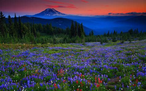 Landscape Nature Beautiful Forest Area Wild Sky