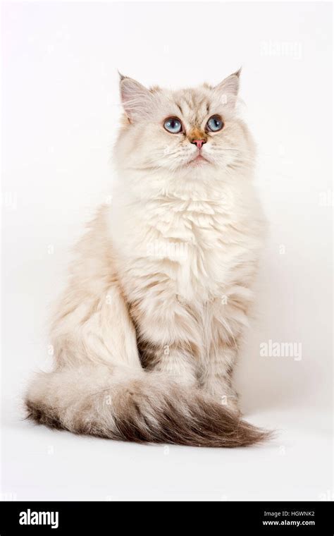 British Longhair Cat Sitting Stock Photo Alamy