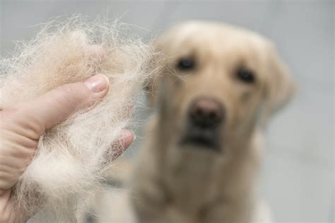 Is Your Dog Losing Hair 6 Potential Causes And What To Do About It