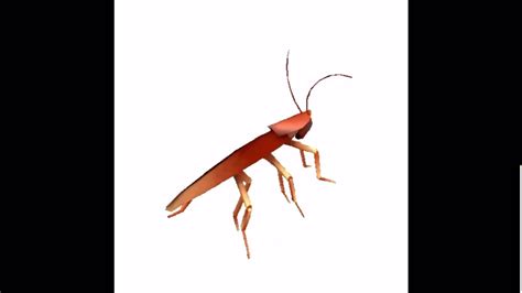 dancing cockroach but very speedy youtube