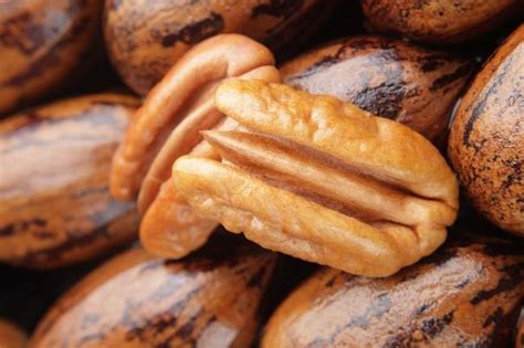 10 Different Types Of Pecans