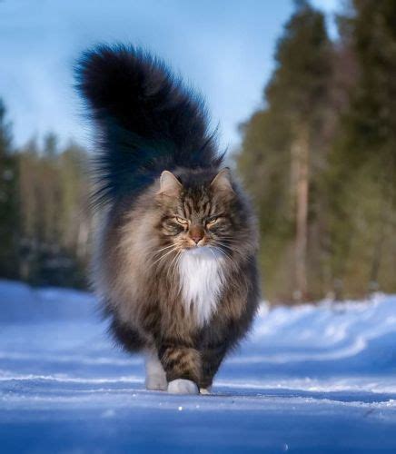 Tuxedo Vs Norwegian Forest Cat Breed Comparison