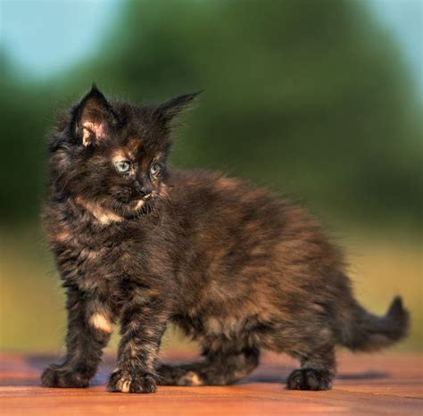 Tortoiseshell Cat Over 30 Fascinating Facts About Tortie Cats Tortie