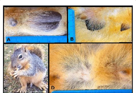 Normal And Abnormal Eastern Fox Squirrel Male Genitalia A Normal