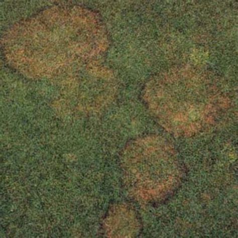 Brown Patch · Shades Of Green Lawn And Landscape