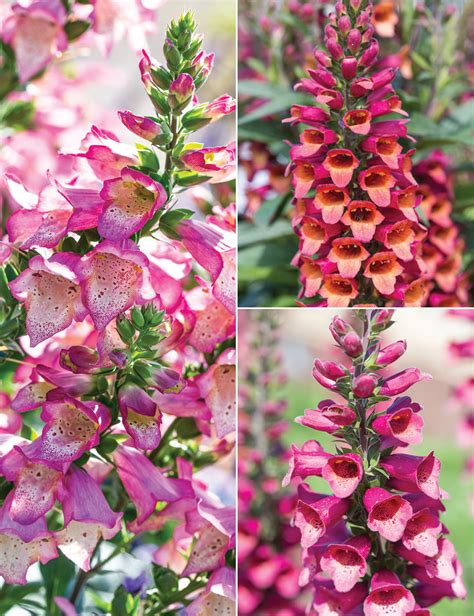 Perennial flowers grow back every year, giving you beautiful color without the need to buy and plant new flowers each year. Perennial Foxglove Collection - Tesselaar
