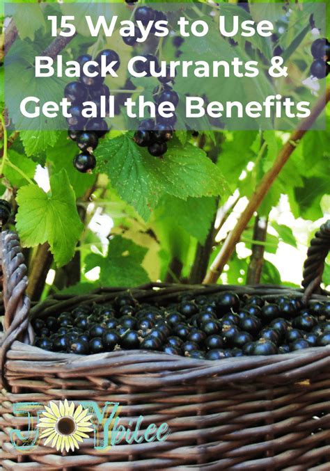 Ways To Use Black Currants And Get All The Black Currant Benefits