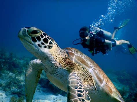 Sea Wonder Green Sea Turtle National Marine Sanctuary Foundation