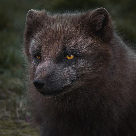 Arctic Fox Taken By Dean Heliotis 1080x1080 Foxes Arctic Fox