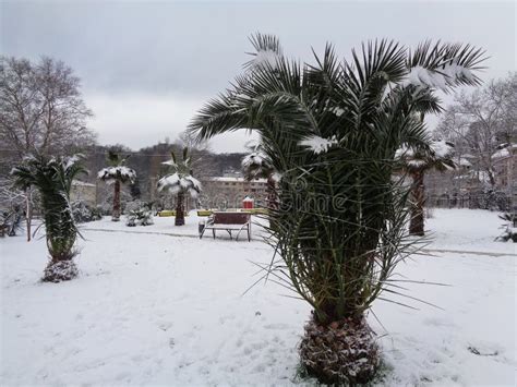 Palm Trees In The Snow Sochi Russia Stock Image Image Of Newyear