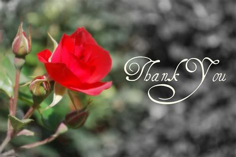 Thank With A Rose Red Roses Thank You Flowers Nature Roses Hd
