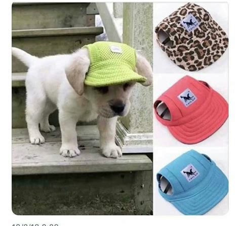 Pin By Esperanza Rubio On Gorras Para Perros Puppies Summer Dog Dog Hat