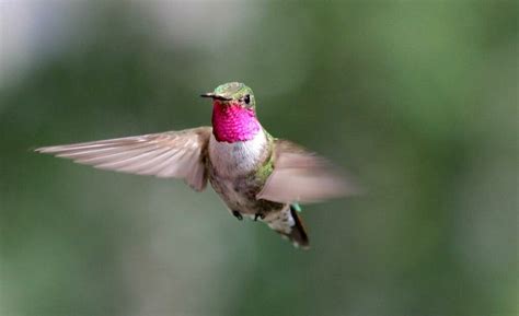 Hummingbird Eyes Can Detect Uv Allowing Them To See The World In
