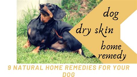 Dog Dry Skin Home Remedy 9 Natural Home Remedies For Your Dog Youtube