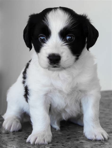 Free Images Sweet Puppy Animal Cute Pet Baby Spaniel