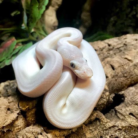 Blue Eyed Lucy Ball Python For Sale Reptiles Home Mall