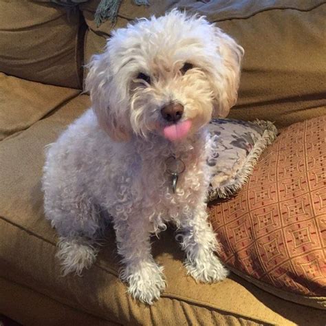 Maybe you would like to learn more about one of these? 5 Things I Learned About Aging From My Dog | Dogs, Animals ...