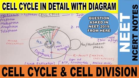 Cell Cycle And Cell Division Class 11 Phases Of Cell Cycle Interphase