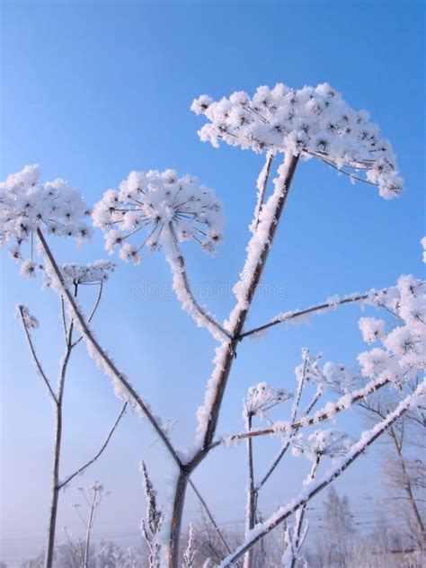 Snow Covered Dry Flower Stock Photo Image Of Crystal 12070330