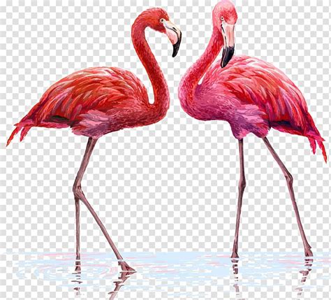 Free Download Two Pink Flamingo Birds Flamingo Illustration Two