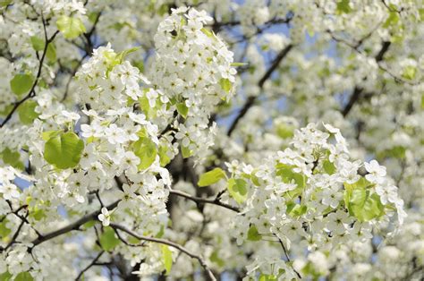 Caring For Bradford Pear Trees