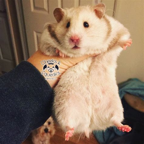 My Very Large Hamster 💕 Rhamsters
