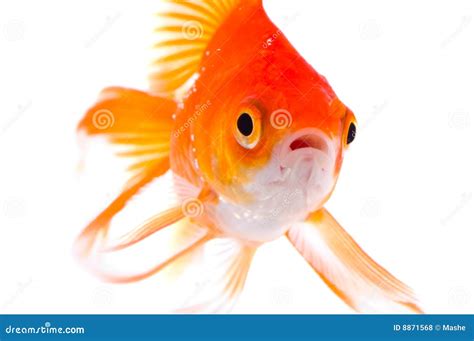 Gold Fish Stock Photo Image Of Golden Animal Isolated 8871568