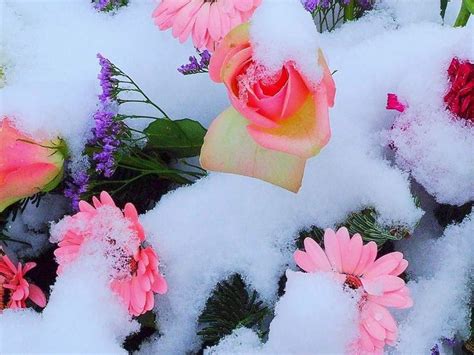 9 Best Snow Flowers Images On Pinterest Winter