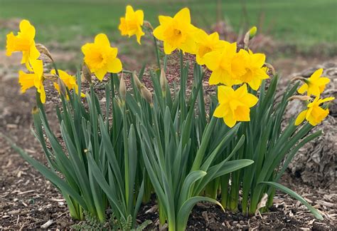 Narcissus Dutchmaster Trumpet Daffodil You Choose Amount Daylily