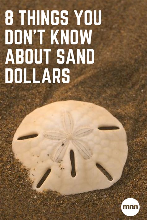 How To Tell If A Sand Dollar Is Alive