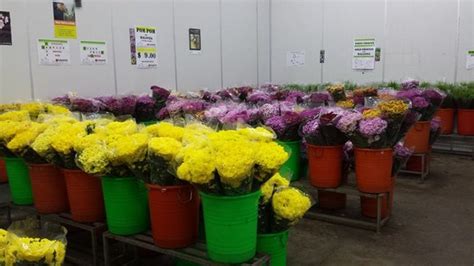 We make super easy for any florists, wedding planner, and any type of venue to get the freshest flowers at the best prices. Fresh Cut Flowers Wholesale @ Far East Flora, Thomson Road ...