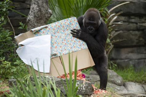 Meet Grace A Brand New Baby Gorilla Born At Disneys Animal Kingdom