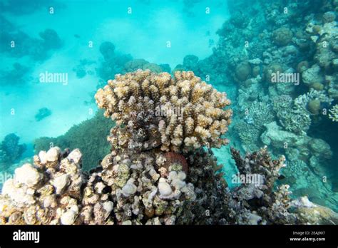 Colorful Coral Reef At The Bottom Of Tropical Sea Hard Corals