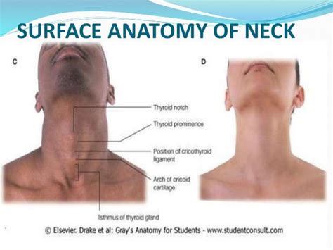 Surgical Anatomy Of Neck