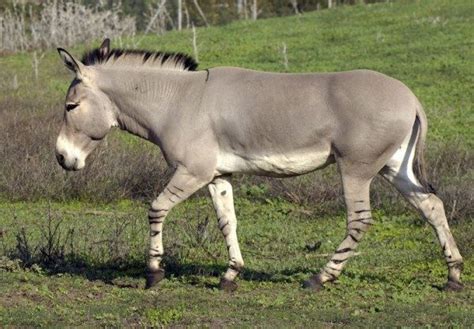 Animais Da Frica Enciclopets